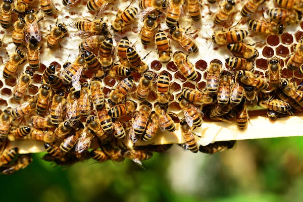 What is the best way to sell honey?