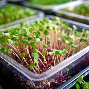 "The Profit Potential of Hydroponic Tomato Farming: $10,000 in Your First Year"