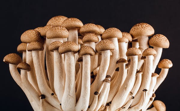 How much does it cost to start a mushroom farm?