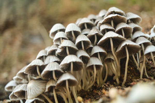 What are the drawbacks of mushroom farming: 30 pros and cons of starting a Dried Mushroom Business