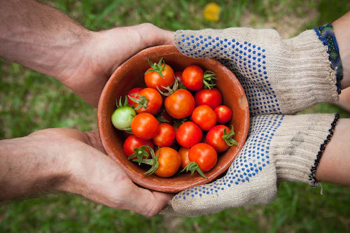 Using Shopify to Sell Organic Produce