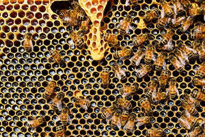 30 Tax Deductions For Starting a Honey Business