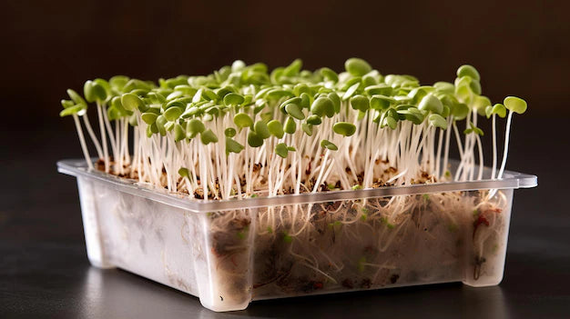 Selling microgreens to grocery stores